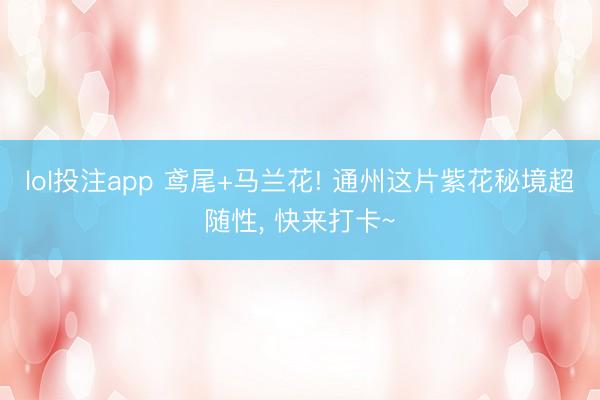 lol投注app 鸢尾+马兰花! 通州这片紫花秘境超随性， 快来打卡~