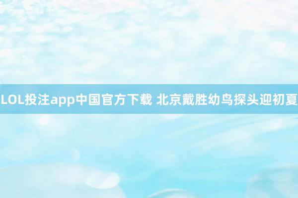 LOL投注app中国官方下载 北京戴胜幼鸟探头迎初夏