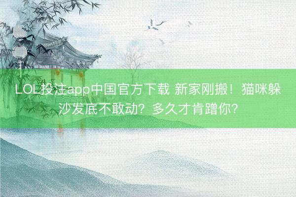 LOL投注app中国官方下载 新家刚搬！猫咪躲沙发底不敢动？多久才肯蹭你？