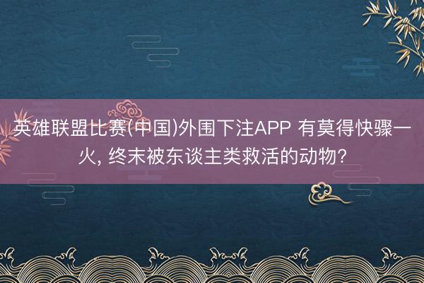 英雄联盟比赛(中国)外围下注APP 有莫得快骤一火， 终末被东谈主类救活的动物?